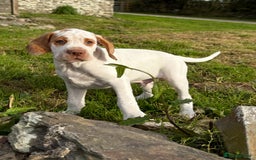 Pointer dogs for sale: French Pointer - Braque du Bourbonnais 🇫🇷  - Image 6