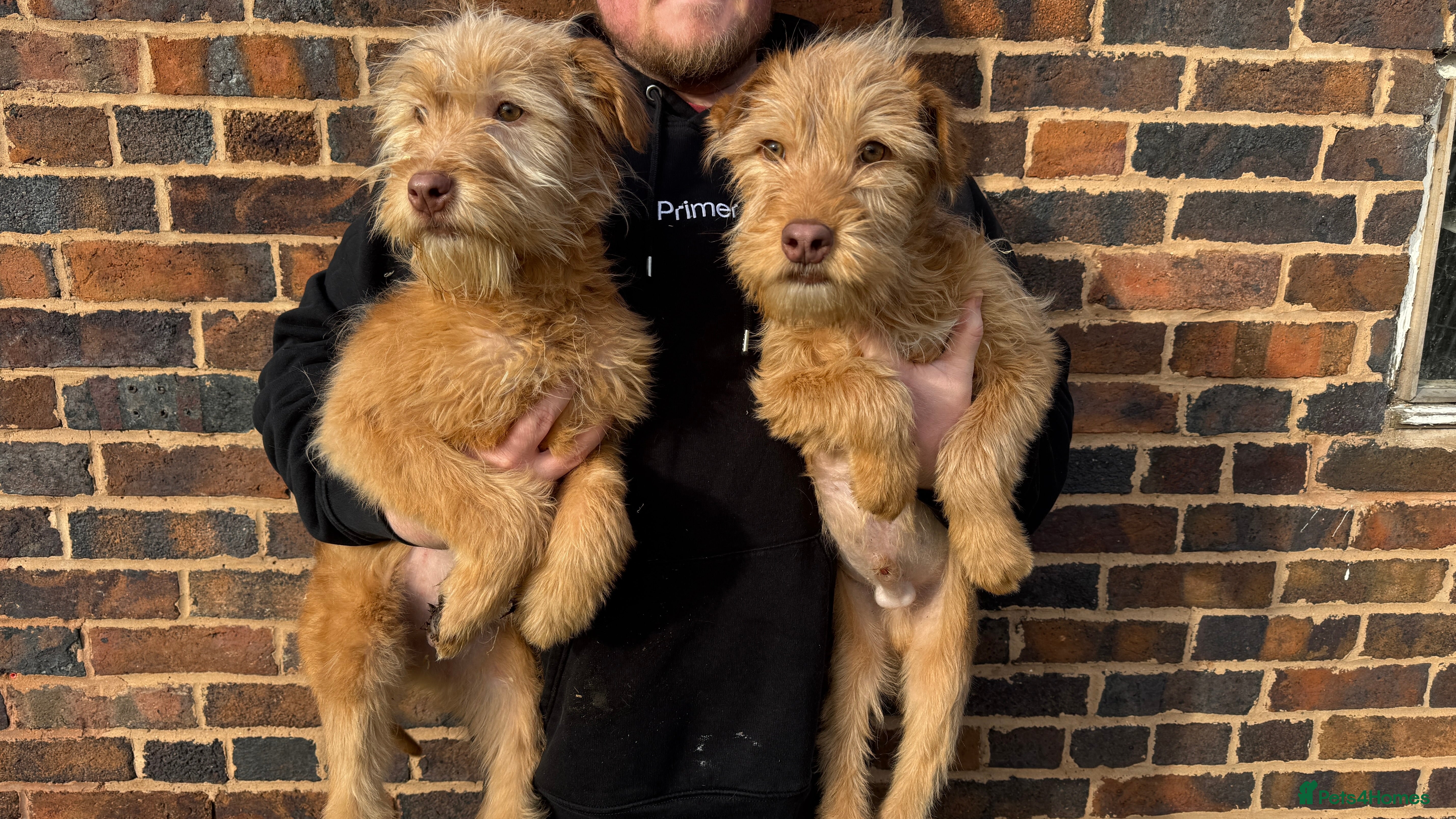 Soft Coated Wheaten Terrier dogs Irish wheaten terriers (Not soft coated)  - Advert 1