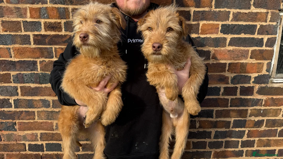 Soft Coated Wheaten Terrier dogs for sale: Irish wheaten terriers (Not soft coated)  - Advert 1