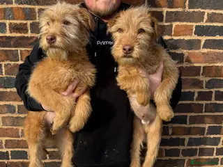 Soft Coated Wheaten Terrier dogs Irish wheaten terriers (Not soft coated) - Advert 1