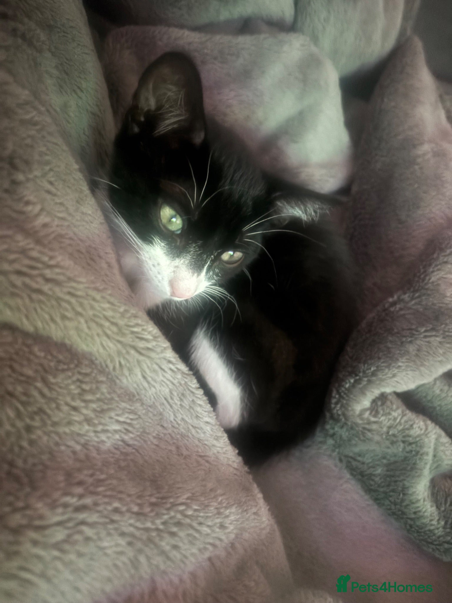 British Shorthair cats  Lovely kitten mixed breed black and white  - Advert 1