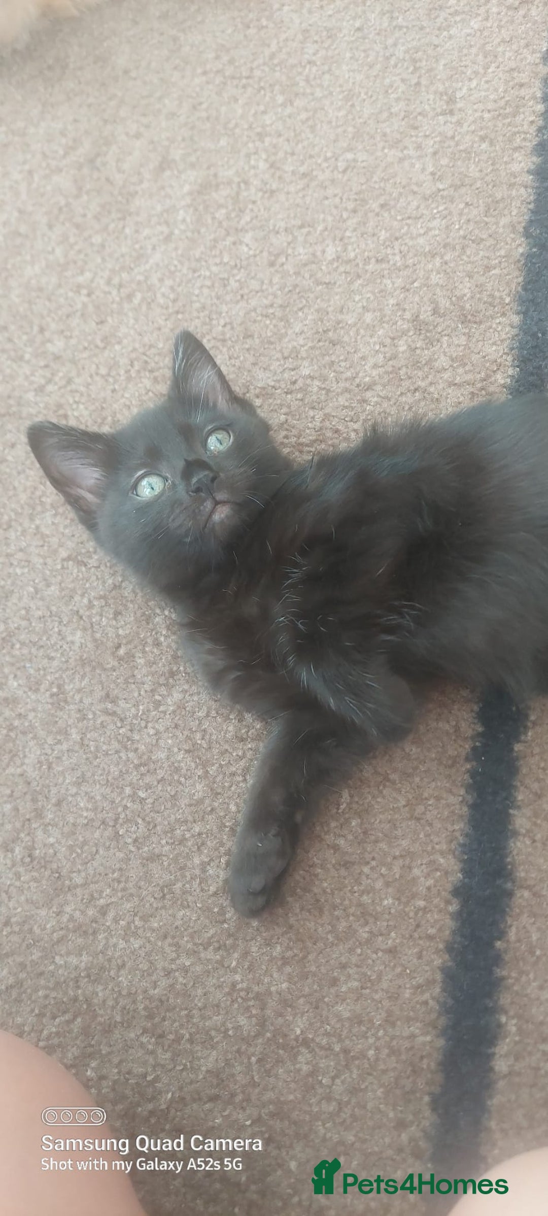 Mixed Breed cats for sale: Ragdoll X kittens - Image 7