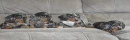 Dachshund dogs for sale: Amazing dachshund puppies - Advert 3
