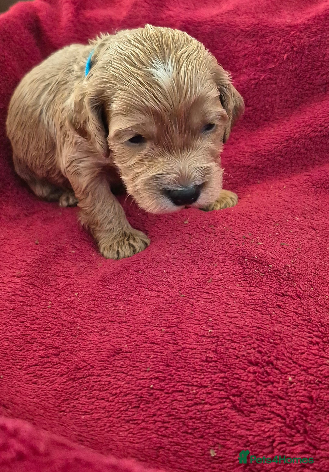 Cockapoo dogs for sale: F1 Cockapoo puppys - Advert 9