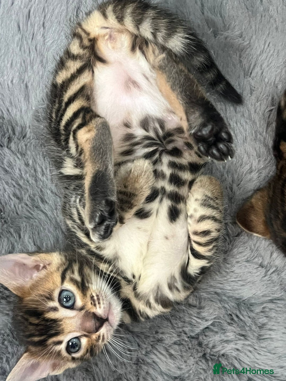 Bengal cats for sale: 💕 Adorable Rosetted bengal Kittens 💕 - Image 9