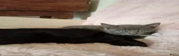 Mixed Breed cats for sale: Last male smoky grey kitten - Advert 2