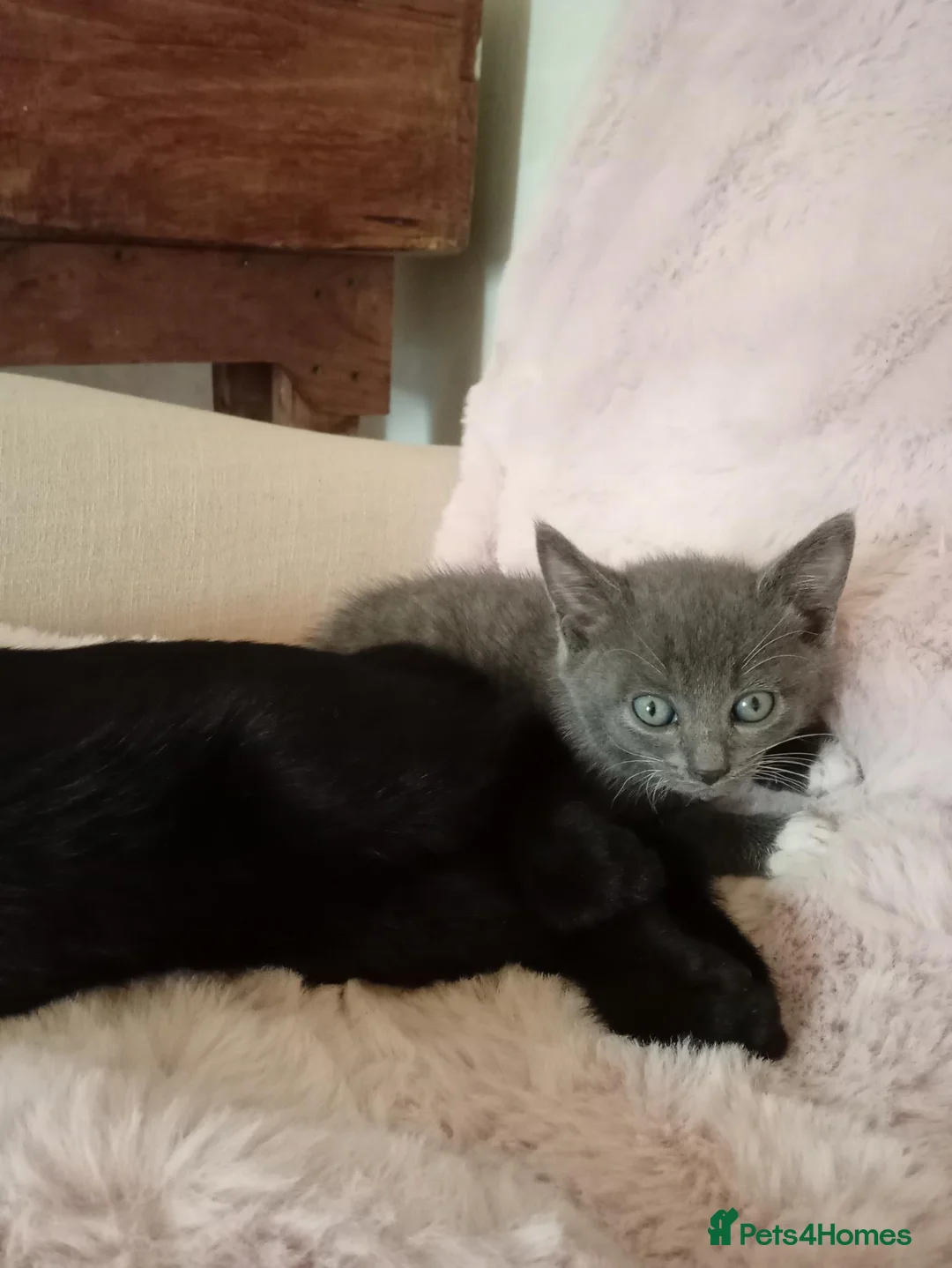 Mixed Breed cats for sale: Last male smoky grey kitten - Advert 2