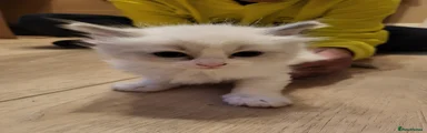 Ragdoll Kitten 2