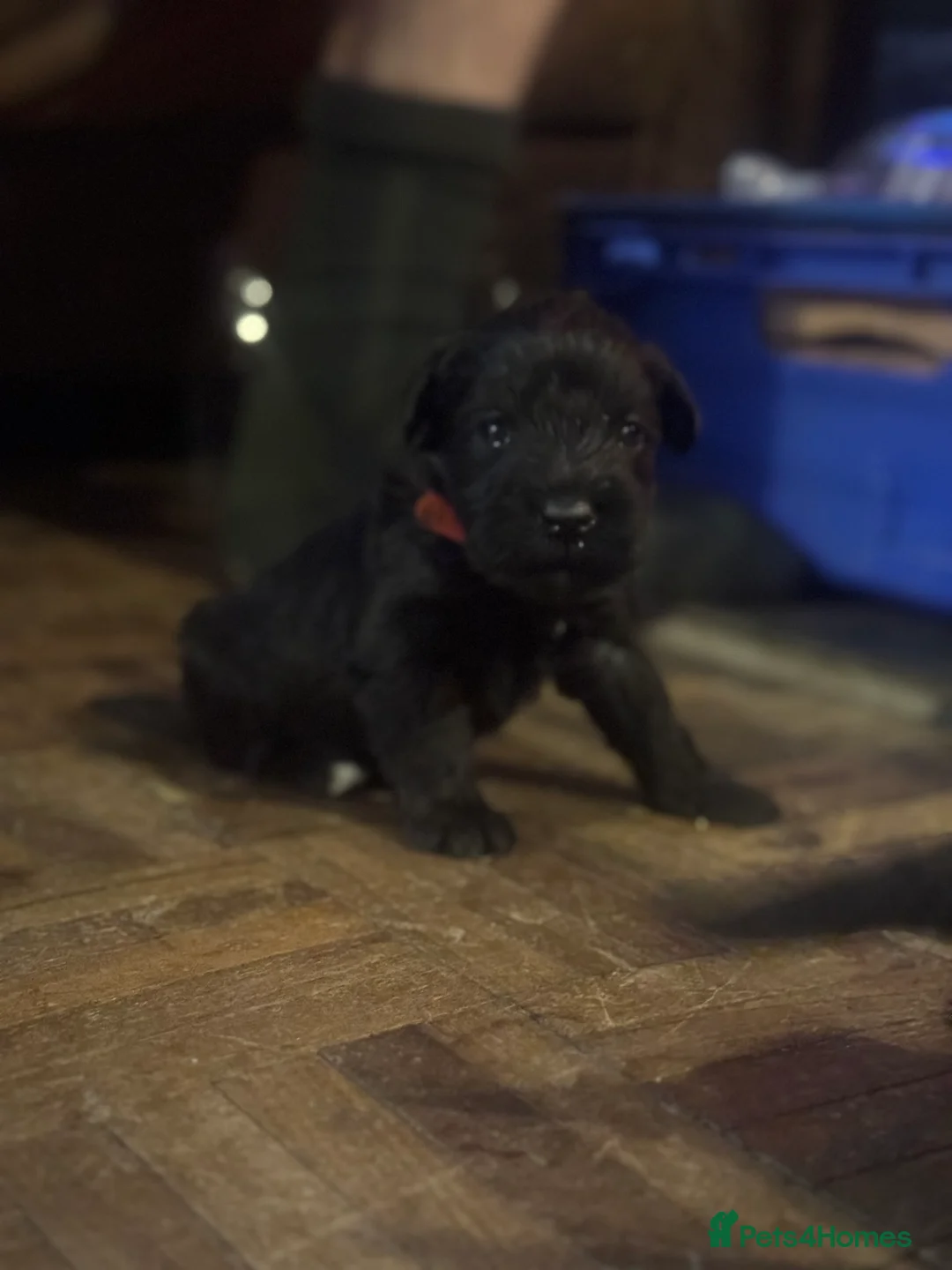 Miniature Schnauzer dogs for sale: KC black miniature schnauzer puppies - Advert 8