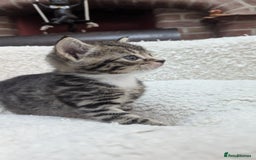 European cats for sale: 5 European shorthair kittens  - Image 16