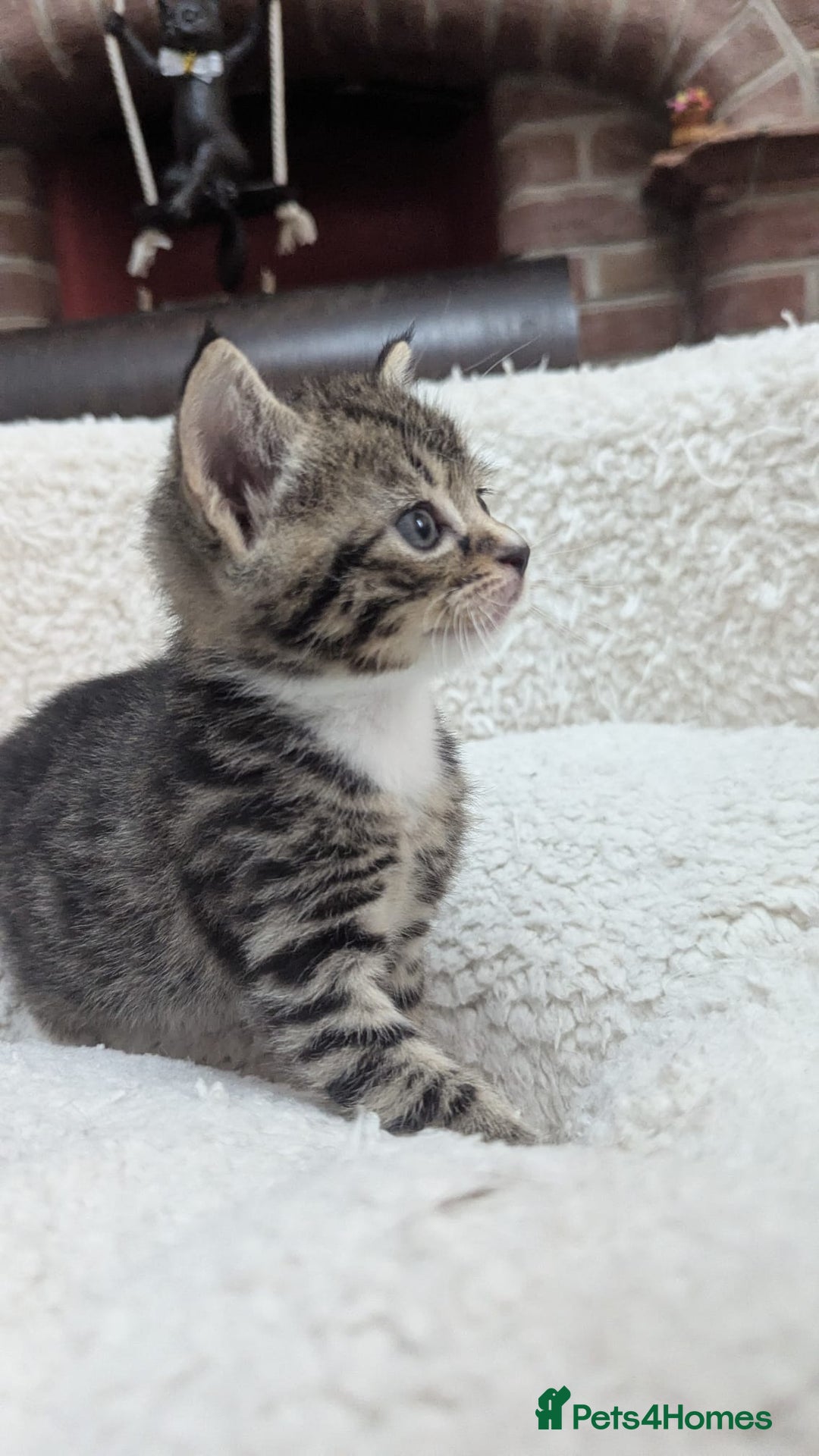 European cats for sale: 5 European shorthair kittens  - Image 16