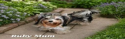 Biewer Terrier dogs for sale: 1 Stunning boy 1 beautiful girl - Advert 5