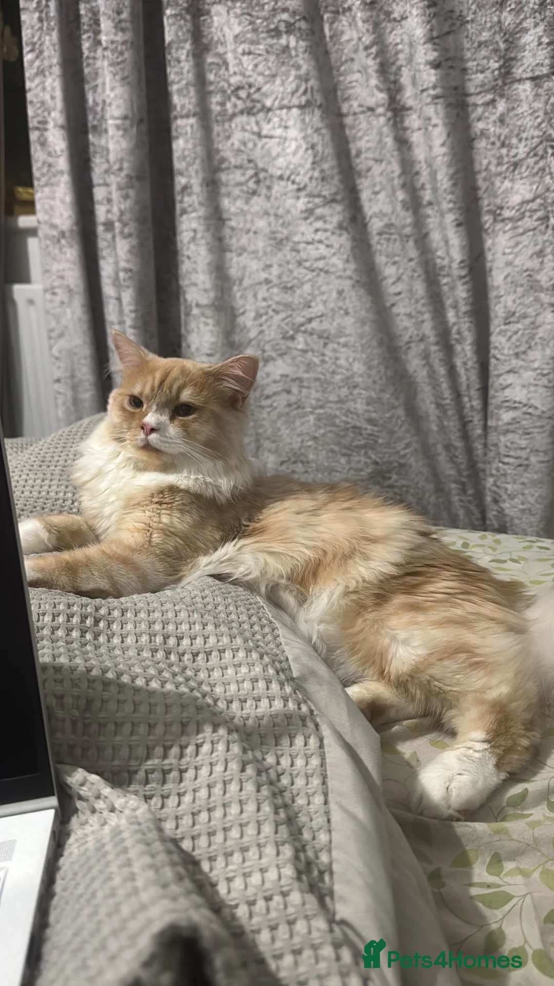Persian cats for sale: Leo - Half Persian half domestic in London - Advert 2