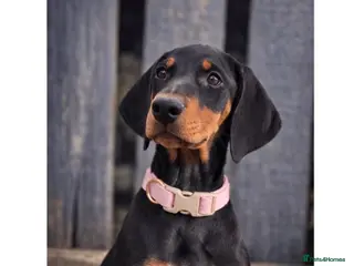 Dobermann dogs ✨ Last KC Registered Doberman Girl - Champ Lines - Advert 5