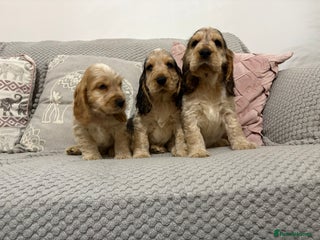 Cocker Spaniel dogs KC Reg Delightful Show Type Cocker Spaniels - Advert 15