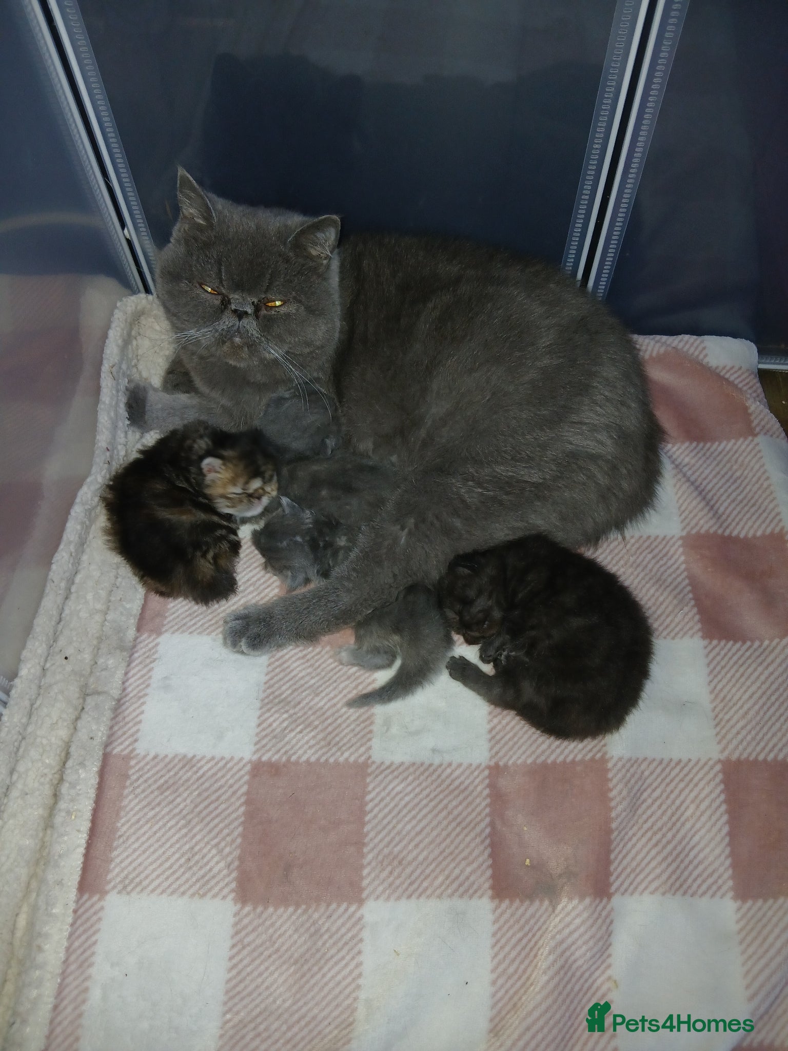 Persian cats Stunning Persian Exotics long haired and short - Advert 1