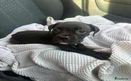 Mixed Breed dogs for sale: Staff x cane corso puppies - Image 40
