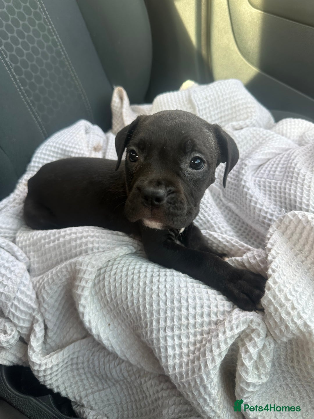 Mixed Breed dogs for sale: Staff x cane corso puppies - Image 40