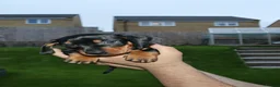 Dachshund dogs for sale: 7 dachshund pups for sale in Bradford - Advert 9