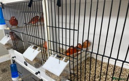 Canaries birds for sale: Red Topaz - Image 2