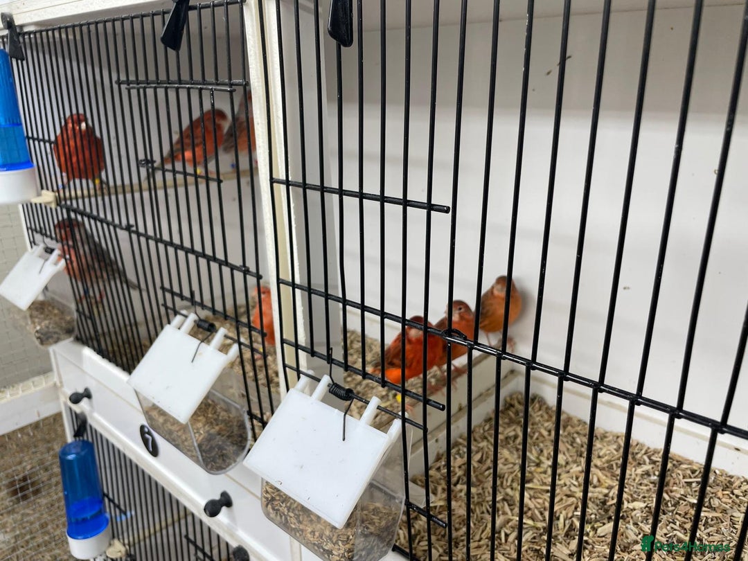 Canaries birds for sale: Red Topaz - Image 2