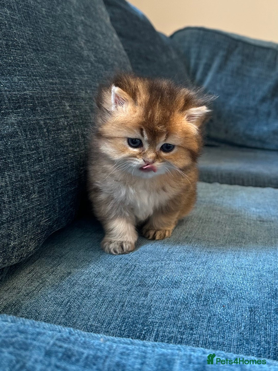 British Longhair cats for sale: Rare Golden Shaded British Longhair Girl Teddy  - Image 19