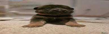 German Shepherd Puppy 3