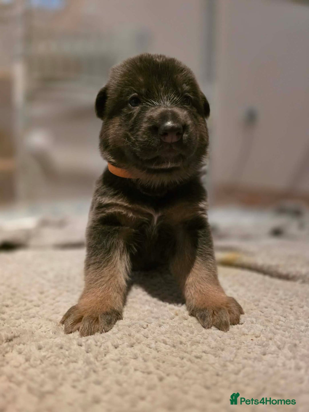 German Shepherd dogs for sale: Cute German shepherd puppies  - Advert 5