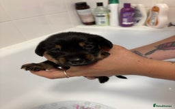 Mixed Breed dogs for sale: Dorkie puppies - Image 9