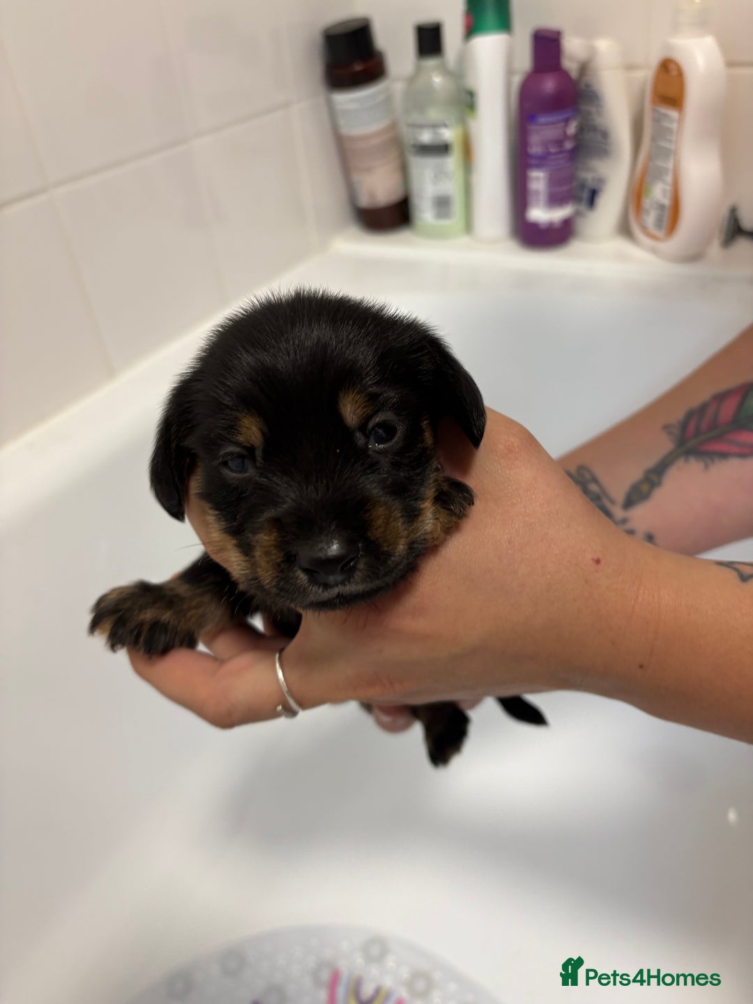 Mixed Breed dogs for sale: Dorkie puppies - Image 9