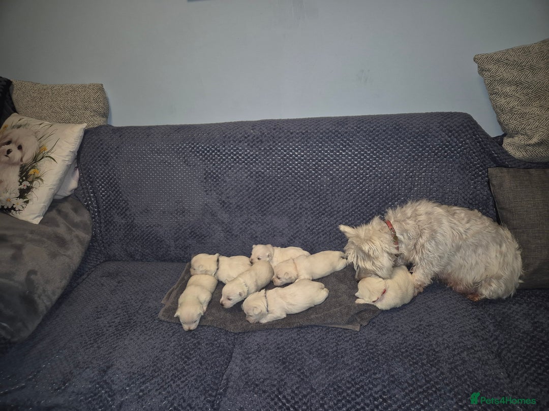 West Highland Terrier dogs for sale: Westhighland Terrier - Advert 11