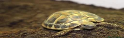 Tortoise reptiles for sale: BABY HERMANNS & SET UPS! - Advert 9