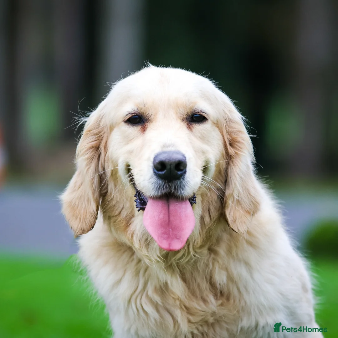 Golden Retriever dogs for sale: Joyful Jackie - Advert 3