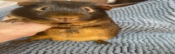 Guinea Pig rodents for sale: Two Beautiful Chocolate Tan Boys - Advert 2