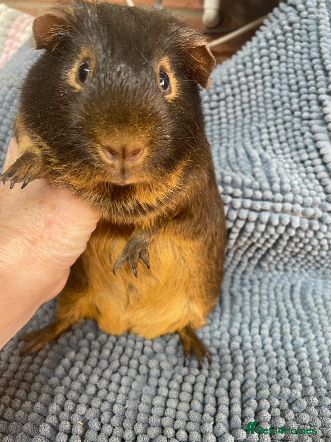 Guinea Pig rodents for sale: Two Beautiful Chocolate Tan Boys - Advert 2