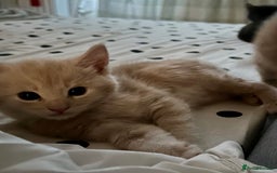 Mixed Breed cats for sale: Beautiful Maine Coon x British Long Hair kittens  - Image 7