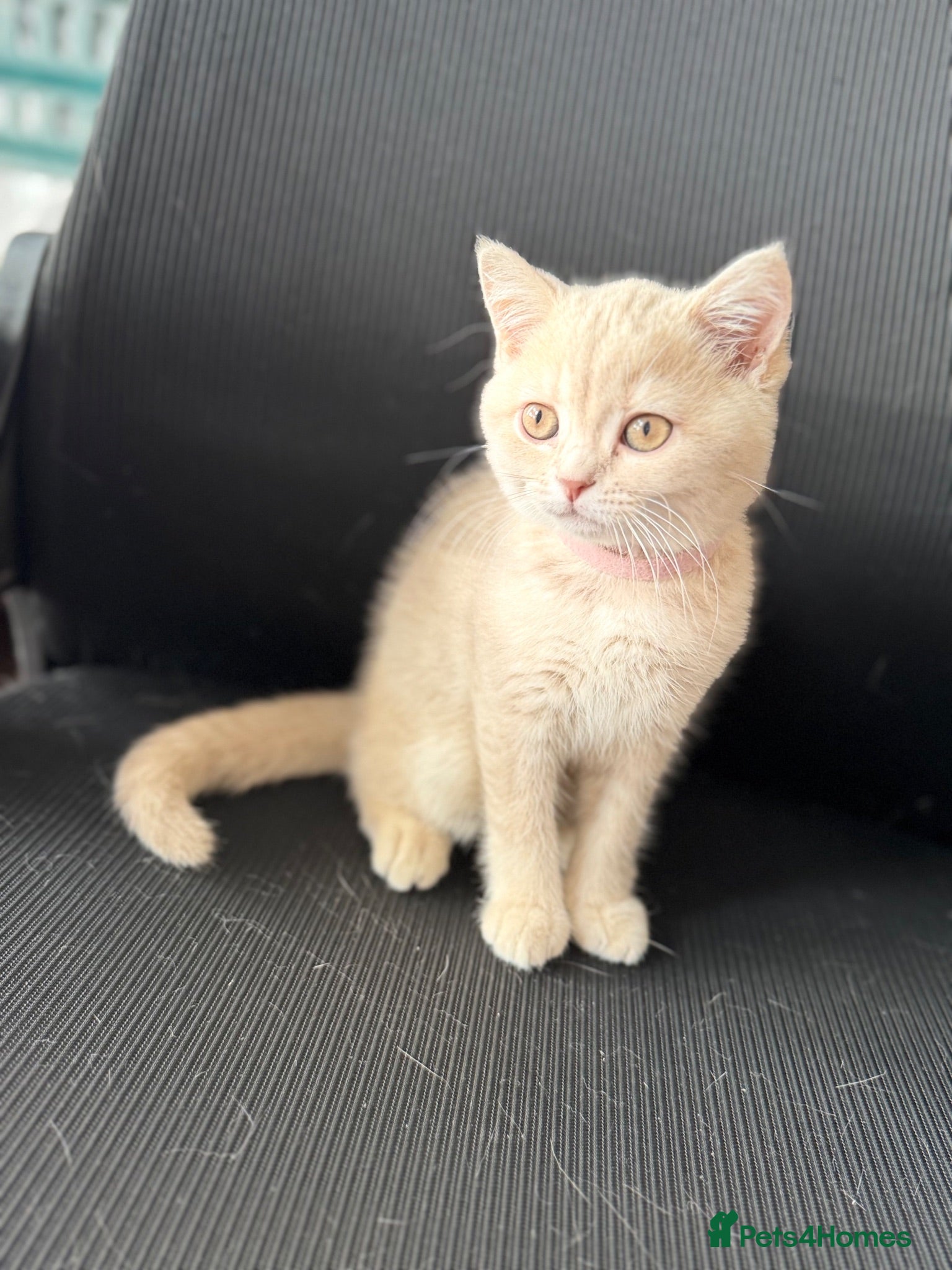 British Shorthair cats 👑 GCCF BSH Blue Golden Tipped Girl 👑 - Advert 6