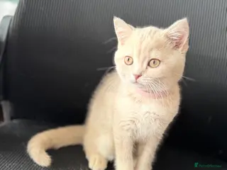 British Shorthair cats 👑 GCCF BSH Blue Golden Tipped Girl 👑 - Advert 6