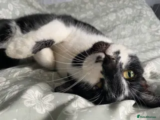 Mixed Breed cats Lovely male mixed breed 4 year old cat - Advert 10