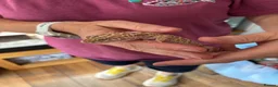 Leopard Gecko reptiles for sale: Leopard gecko with full set up included in photos  in York - Advert 4