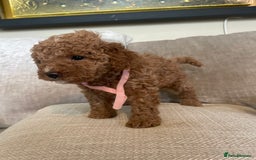 Cavapoo dogs for sale: F1b Cavapoos - Image 14