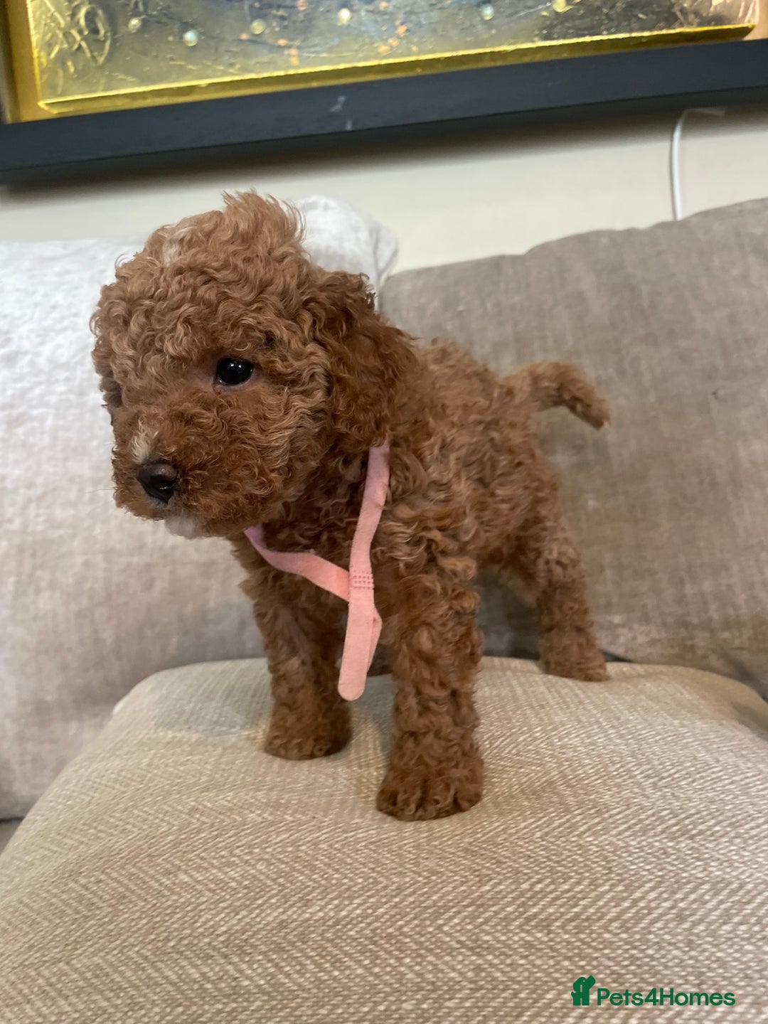 Cavapoo dogs for sale: F1b Cavapoos - Image 14