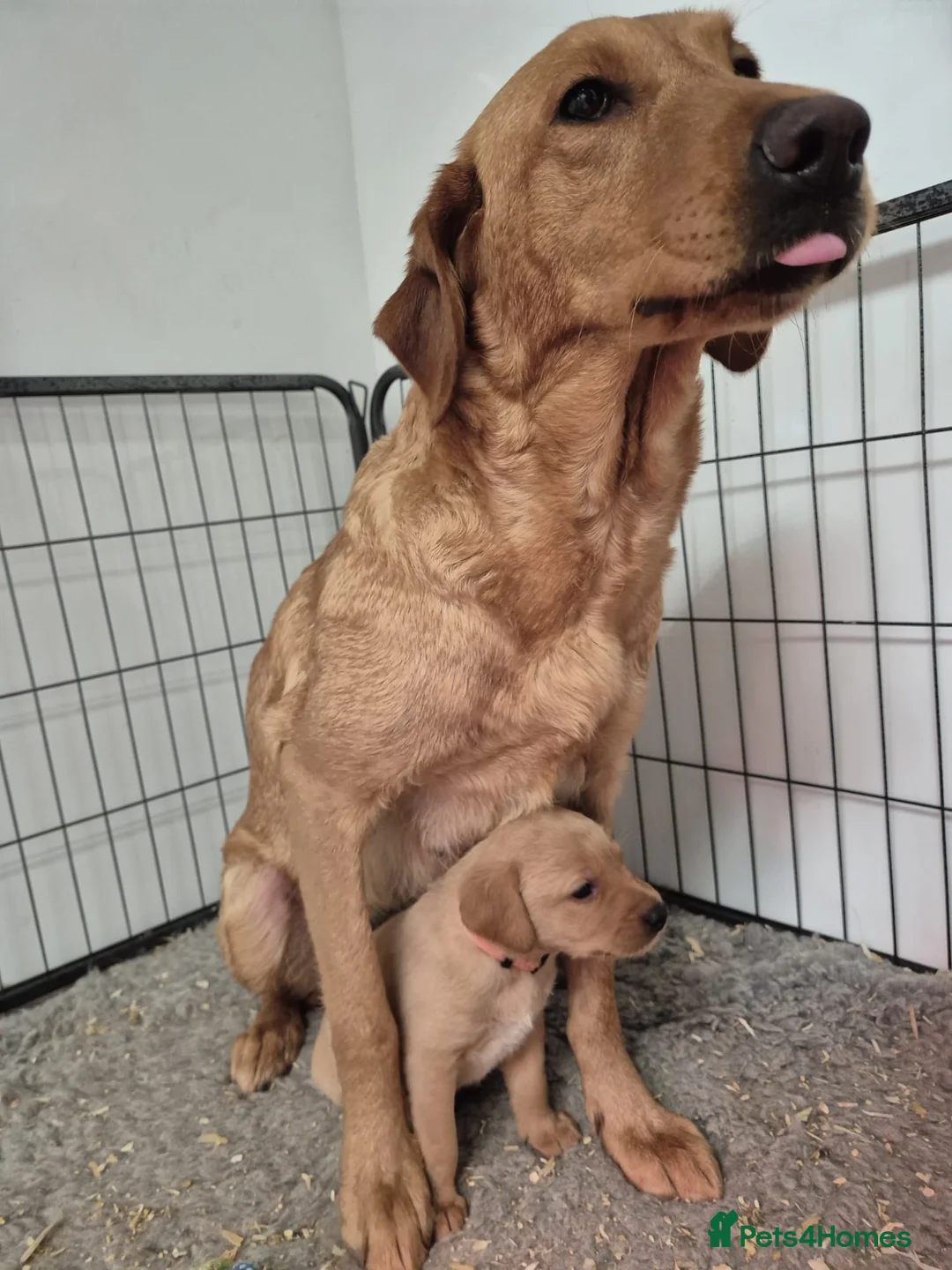 Labrador Retriever dogs for sale: FTCH Carnochway Red Rooster x COPPERBIRCH Primmy - Advert 1