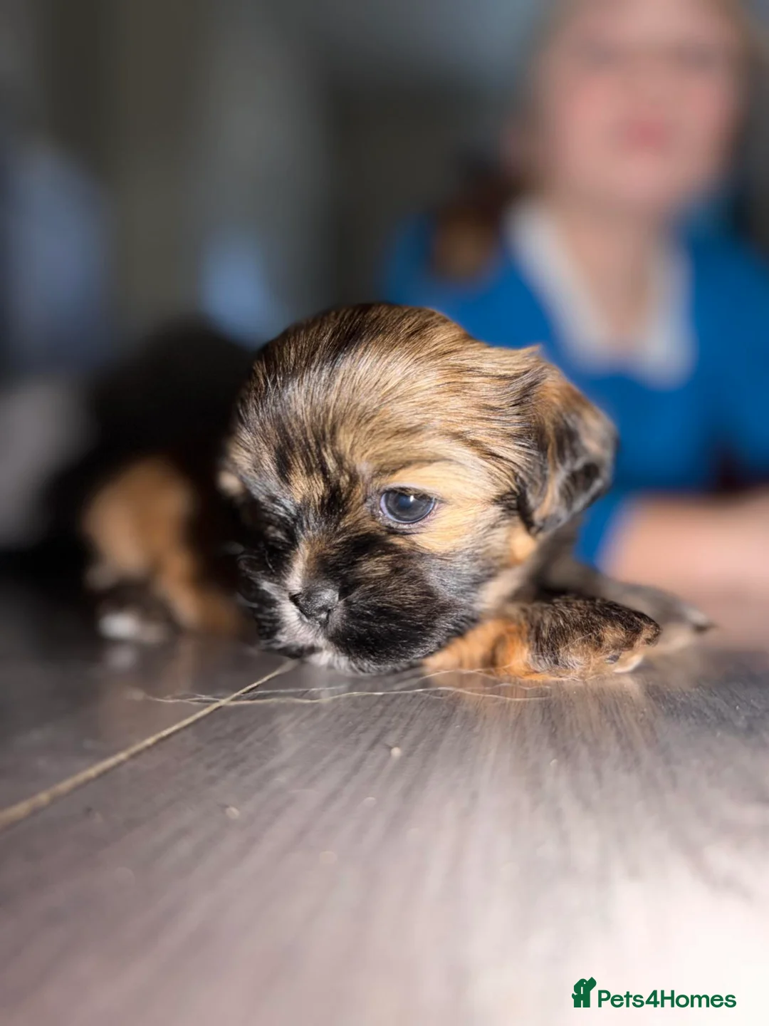 Mixed Breed dogs for sale: La-pom  pups , one boy still available  - Advert 6