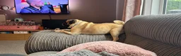 Pug dogs for sale: Tilly  - Advert 2