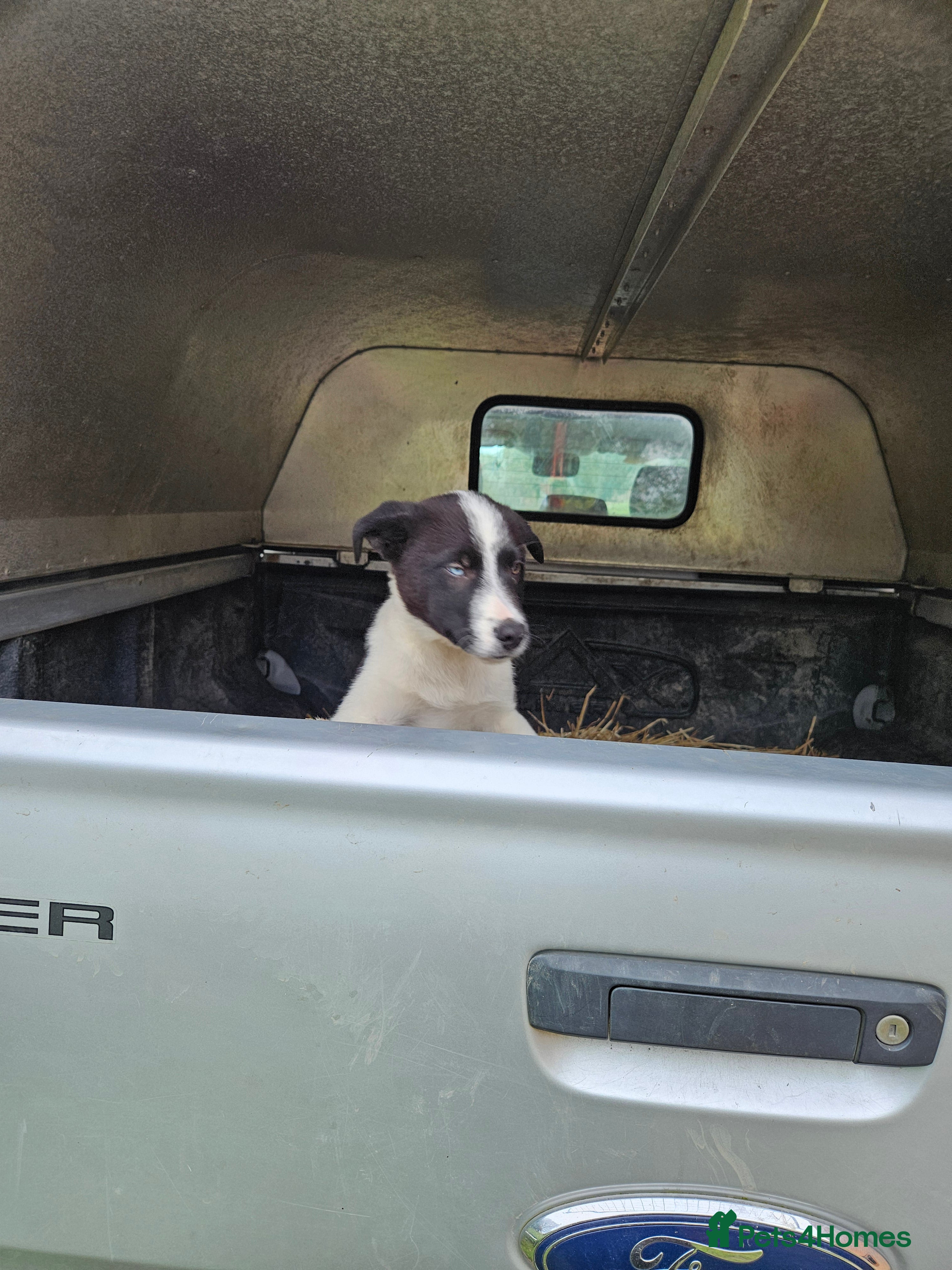 Border Collie dogs Beautiful Border Collie Puppies - Advert 2
