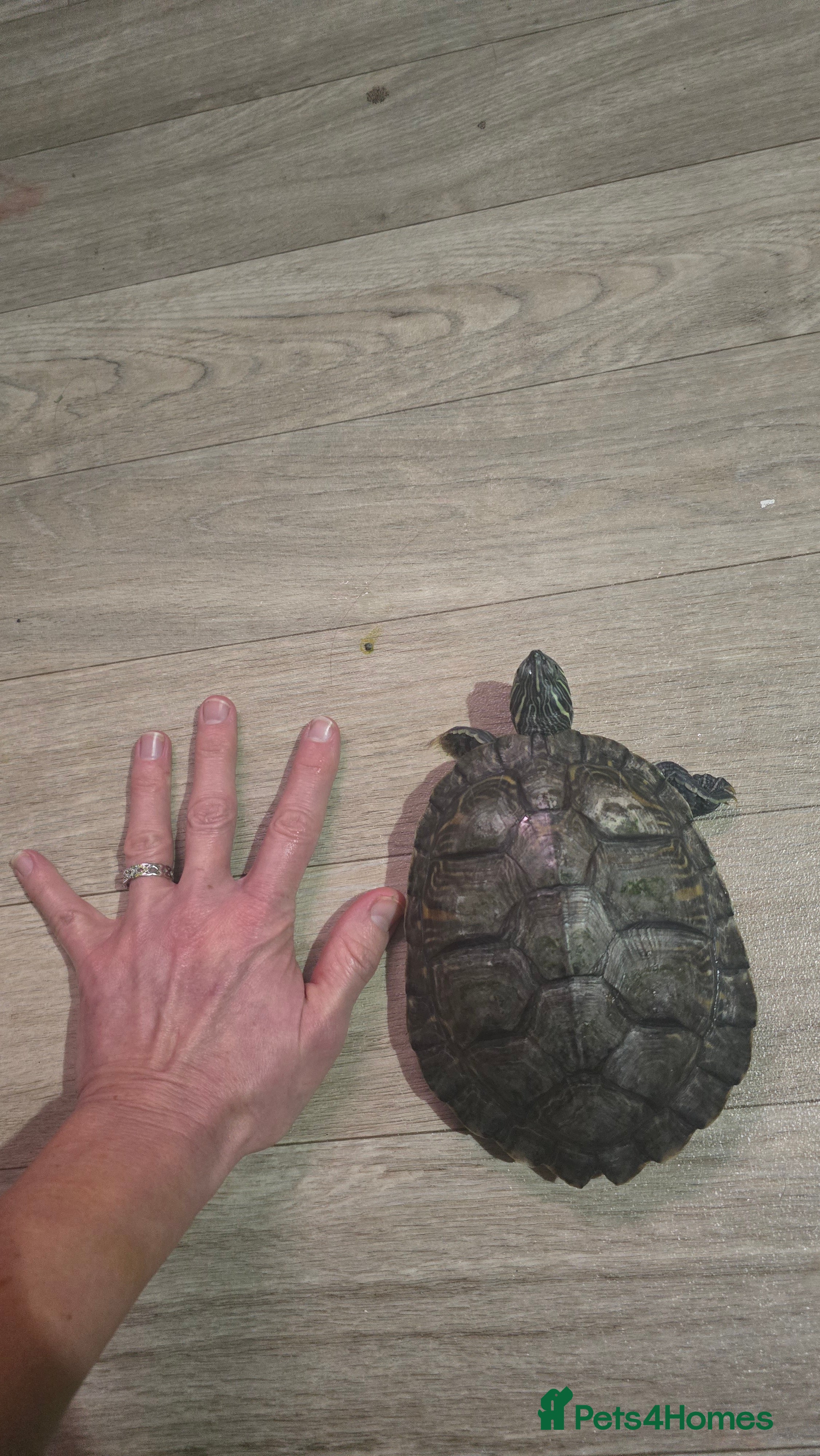 Turtle reptiles 2 male Map turtles, fluval tank, filter and heater - Advert 8