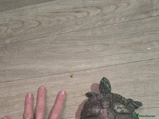 Turtle reptiles 2 male Map turtles, fluval tank, filter and heater - Advert 3