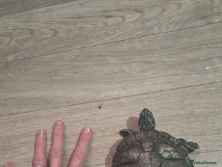 Turtle reptiles 2 male Map turtles, fluval tank, filter and heater - Advert 19