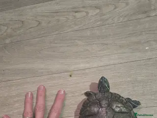 Turtle reptiles 2 male Map turtles, fluval tank, filter and heater - Advert 2